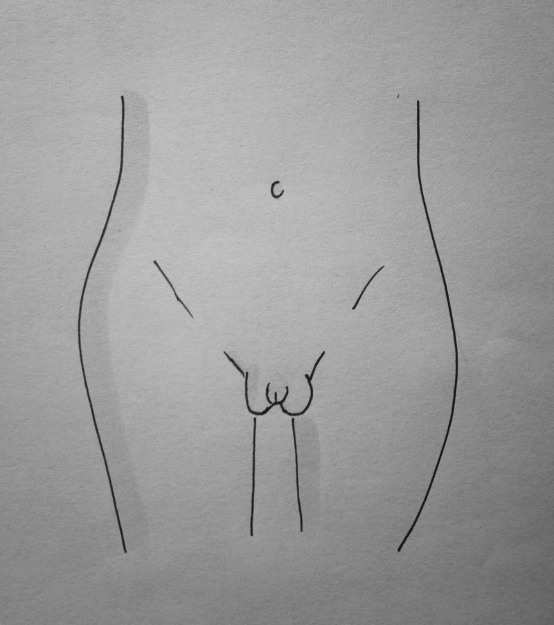 a drawing of a vulva with prominent outer lips